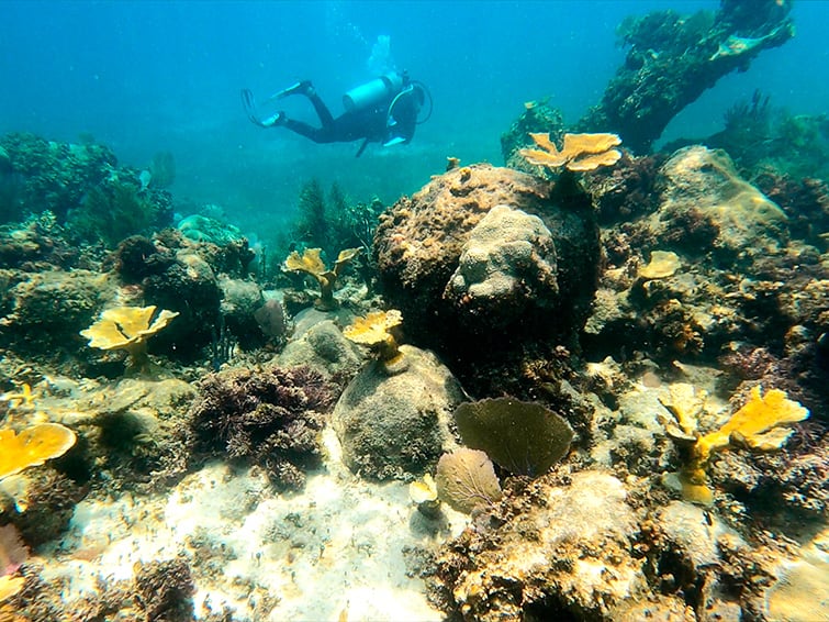guanacaste-jardineria-corales-proteccion-tortugas