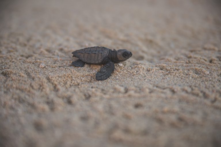 Share the excitement with RIU and witness the release of sea turtles in ...