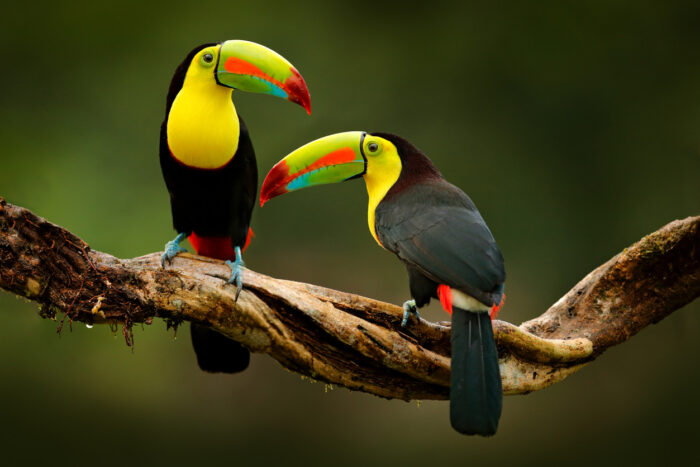 In Costa Rica kann man bis zu sechs verschiedene Tukanarten sehen. 