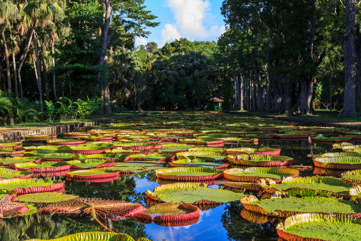 Jardín Botánico de Pamplemousses (Sir Seewoosagur Ramgoolam) en Isla Mauricio
