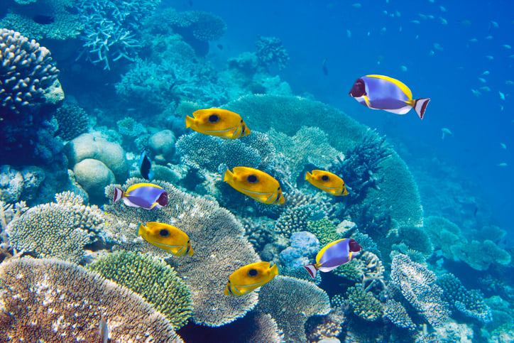 Peces tropicales en uno de los arrecifes de coral de la península de Le Morne, en Isla Mauricio